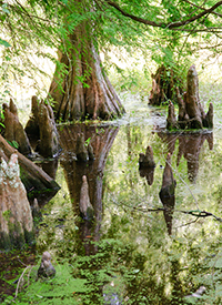 Mississippi - Swamp